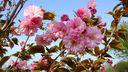 North_Section_Kwanzan_Cherry_blossoms_M.jpg